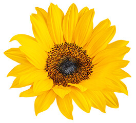 Obraz premium Sunflower flower isolated on a white background. Flying Yellow Sunflower blossom. Flyin sun flower, Top view. Flat lay