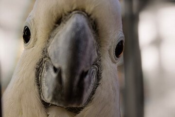 Zoom sur le cacatoès à huppe jaune © Melanie
