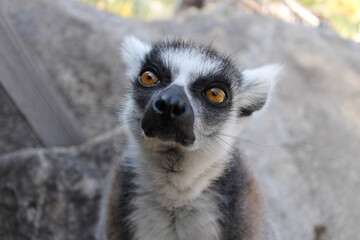 Fototapeta premium Zoom sur le lemur catta