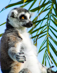 Fototapeta premium Bain de soleil pour le lemur catta