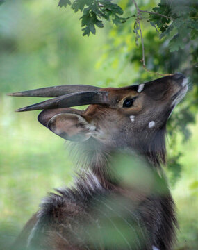 Cache cache avec un nyala