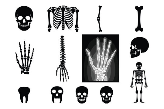 Black and white of human body parts and organs human anatomy