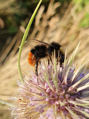A bee on the flower eating nektar © Ilya