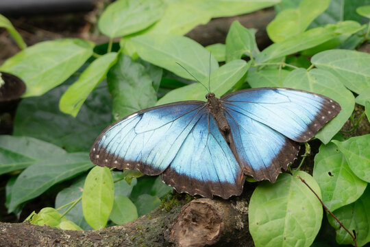 blue morpho butterfly