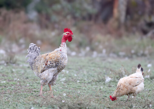 A Naked Neck rooster guarding its hen, showing the characteristic featherless neck area.