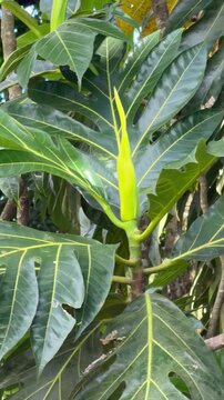 Vertical 4K close-up of a breadfruit tree branch with large lobed green leaves and a young bud 