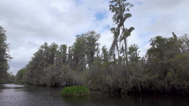 Spanish moss blows in the trees in the Okefenokee Swamp of Georgia, USA in this slow motion shot.