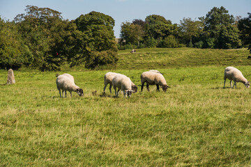 Fototapeta premium Sheep Grazing at the Ancient Avebury Stone Circle Neolithic Landmark in England 