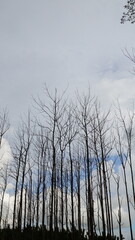 Obraz premium Tall dead teak trees silhouette against a cloudy blue sky