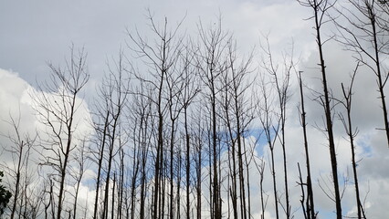 Obraz premium Tall dead teak trees silhouette against a cloudy blue sky