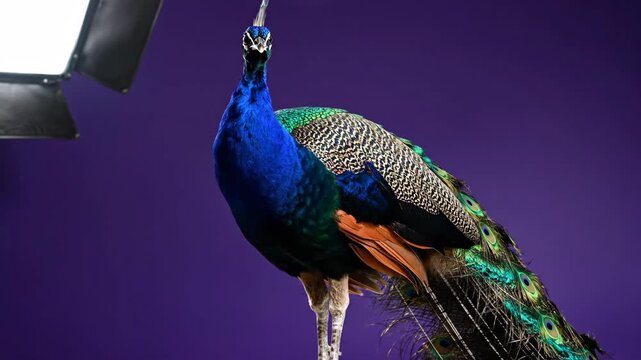 Vibrant Peacock Standing in a Studio with Softbox Lighting on a Purple Background