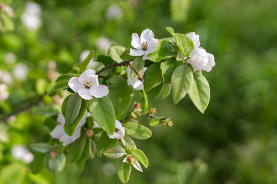 White quince blossoms on branch with fresh green leaves