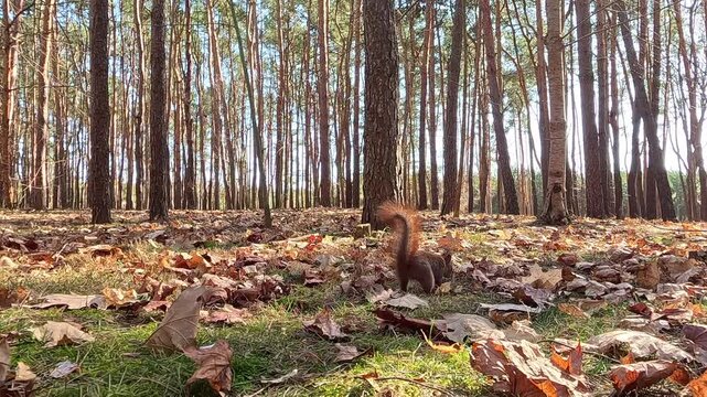 Red squirrel on a sunlit autumn forest floor pauses upright, then digs into dry leaves, pushes food underground with quick paws, and covers the spot, showing natural caching behavior.