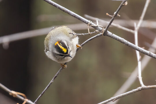 golden-crowned kinglet (Regulus satrapa) in spring