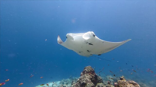 Reef Manta Ray Gliding Over Coral Reef
