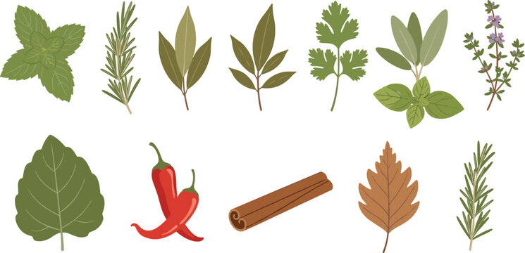 Hand drawn herb and spice collection featuring rosemary mint basil chili cinnamon sticks bay leaves parsley thyme and sage for culinary cooking and organic design.
