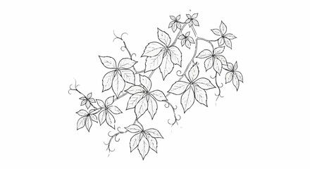 Fototapeta premium Delicate hand-drawn vine with five-lobed leaves and tendrils