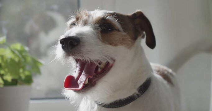 Jack Russell dog looks and licks itself. Dog begs for food and barks.