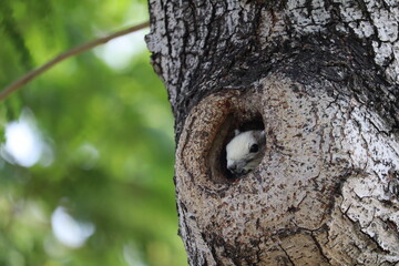 Obraz premium Squirrel in a Tree Hollow: A curious squirrel peeks out from its cozy home nestled within the textured bark of a towering tree, surrounded by a backdrop of lush green foliage.