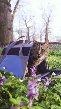 Cute cat inside transporter bag surrounded by flowers