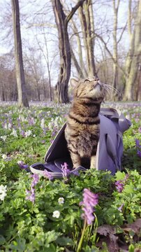 Cat inside transporter bag in middle of forest observing nature