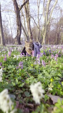 Moving towards the cat inside transporter bag in middle of forest