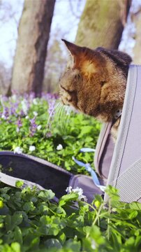 Domestic cat peeks from inside the transporter bag while in nature