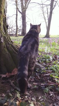 Cute British tabby cat hiding behind the tree observing forest