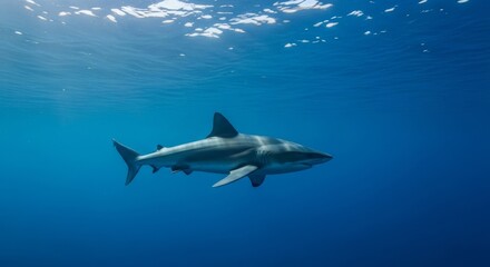 Obraz premium Fierce shark cruises through deep blue ocean waters with sunlight shimmering on the surface above
