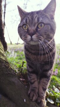 Cat the king of forest and flowers zoom-in
