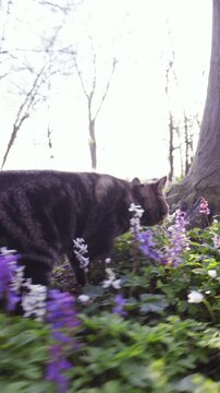 Tracking cat around the flower park on a sunny day