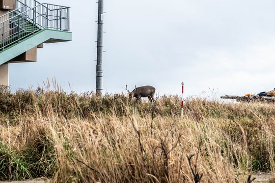 Wild Ezo deer stag standing at dusk in Hokkaido Notsuke Peninsula.