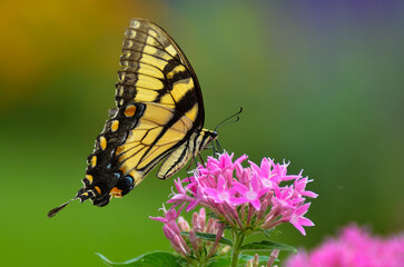 Naklejka premium A monarch butterfly fly over the flowers 