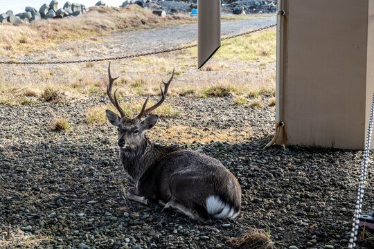 Wild Ezo Sika deer sitting on ground at Notsuke Peninsula in Hokkaido.