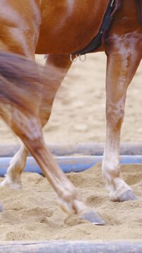 Horse legs turn inside the cavaletti square long shot slow