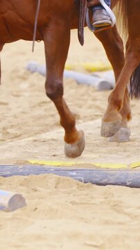 Horse walk over wooden plank and cavaletti in slow motion