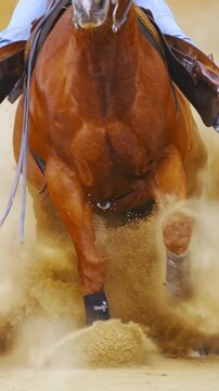 Fast horse slide stop inside sand riding arena long shot slow motion