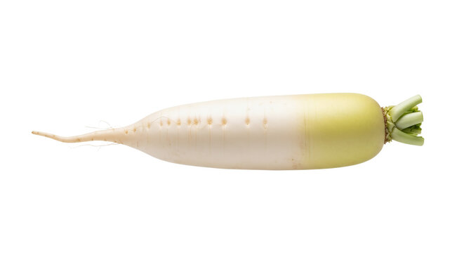 Fresh Whole Daikon Radish Vegetable Isolated on White Background