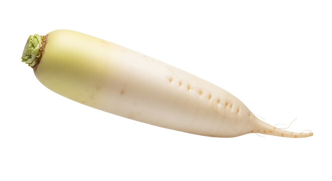 Fresh Organic Daikon Radish Root Isolated on Plain White Background