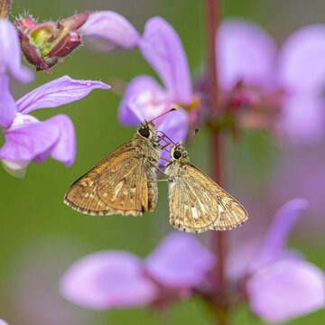 Two brown skipper butterflies interacting on purple flower stalks, closeup nature photography, wildlife habitat, environmental conservation, pollination