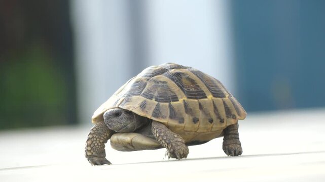 medium-sized land tortoise walking across a light grey, tiled outdoor surface.