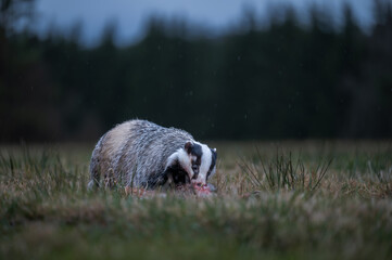 European badger (Meles meles) feeding on its prey in a meadow. Wildlife photography showcasing the animal's natural behavior in the wild at dusk. © Rudolf