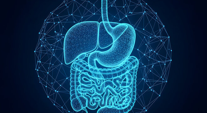 Futuristic digital human digestive system, glowing blue wireframe of stomach and liver, medical technology concept of internal organs and gut health
