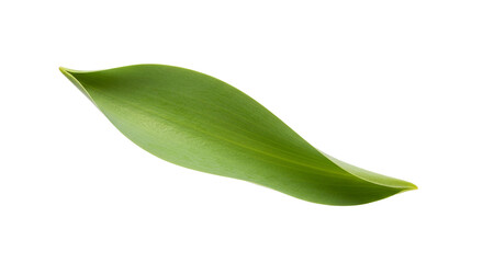 Fototapeta premium Single Fresh Green Leaf Isolated on White Background for Nature and Botany Design