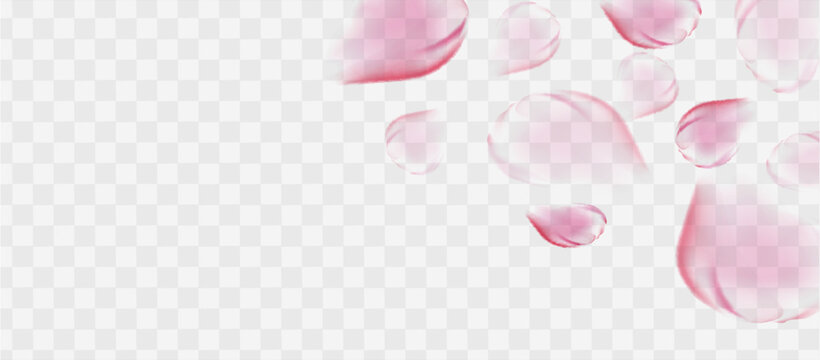 Pink rose or sakura petals. Spring Flowers. Romantic background. Vector illustration