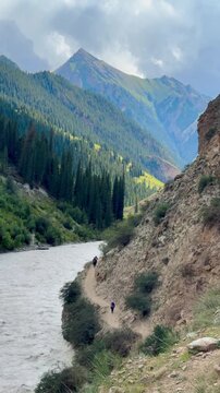 The vertical video shows a stream in a pine forest in Xinjiang, China. A group of hikers can be seen in the distance on a sunny day. Against a backdrop of hills and mountains.