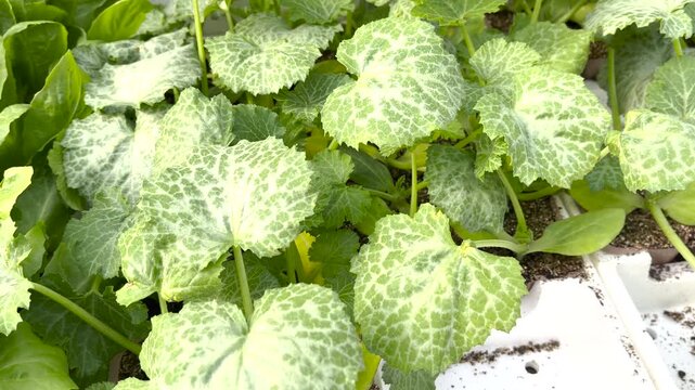 Young zucchini and lettuce seedlings grow in plastic pots at garden nursery. Healthy green leaves with mottled patterns show vigorous growth in greenhouse environment. Organic vegetable sprouts are