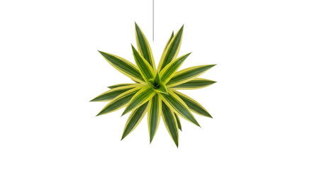 Fototapeta premium Top View of Hanging Variegated Dracaena Reflexa Song of India Plant Isolated on White Background
