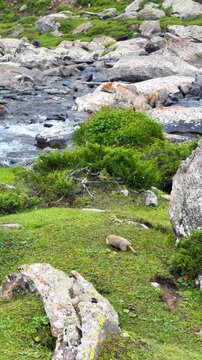 The video shows a Marmot grazing and moving around on green grass in the Tian Shan Mountains of Xinjiang Province, China. Rivers line the path with many rocks along the way.