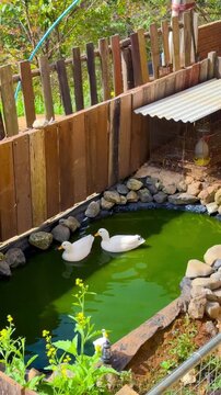 The vertical video shows ducks floating and spinning in the water, with rocks surrounding a pond in the garden in Thailand.  Backdrop features a wooden fence and forest.